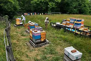 Beekeepers Inspecting Honey Bee Hives Apiary