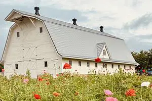 White Barn Poppy Flower Field Ohio