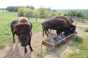 Grass Fed Bison Herd Pasture Ohio Farm