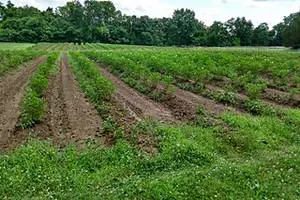 Potato Field Crop Rows Summer Farm